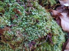 Plagiothecium curvifolium