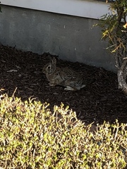 Sylvilagus floridanus