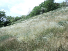 Stipa borysthenica