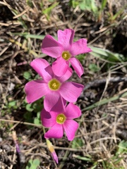 Oxalis imbricata