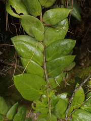 Griselinia scandens
