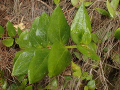 Griselinia scandens
