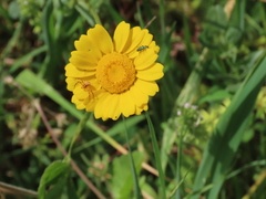 Coleostephus myconis