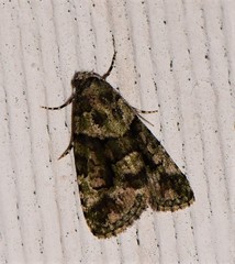 Pherechoa crypsichlora