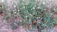 Sonchus