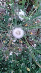 Sonchus