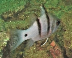 Apogonichthyoides pseudotaeniatus