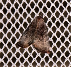 Mataeomera mesotaenia