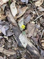 Viola rotundifolia