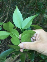 Strychnos psilosperma