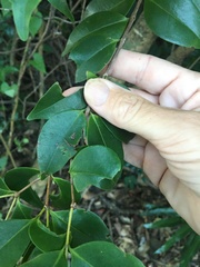 Strychnos psilosperma