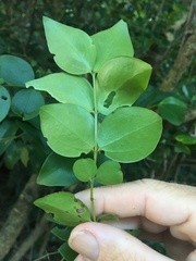 Strychnos psilosperma