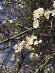 Prunus × syriaca