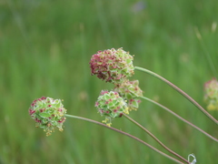 Sanguisorba verrucosa