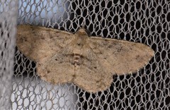 Scioglyptis lithenopa