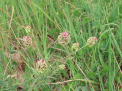 Sanguisorba verrucosa