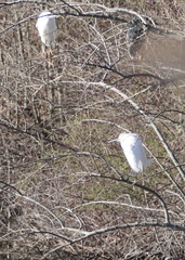 Egretta thula