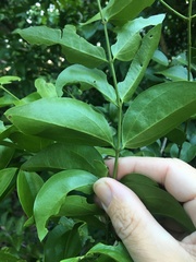 Strychnos psilosperma