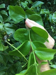 Strychnos psilosperma