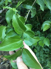 Strychnos psilosperma