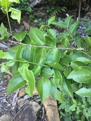 Strychnos psilosperma