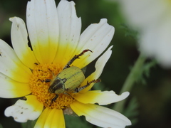 Hoplia bilineata