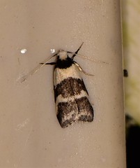 Eulechria triferella