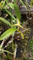 Maxillaria chlorantha