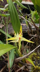 Maxillaria chlorantha