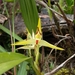 Maxillaria chlorantha - Photo (c) Luis Salagaje, some rights reserved (CC BY-NC), uploaded by Luis Salagaje