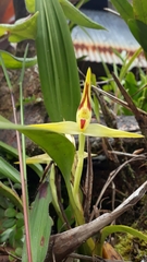 Maxillaria chlorantha