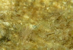 Microlipophrys dalmatinus