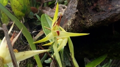 Maxillaria chlorantha