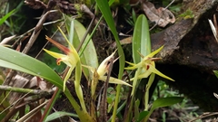Maxillaria chlorantha