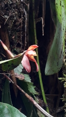 Maxillaria cryptobulbon