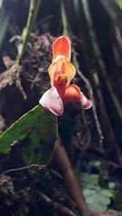 Maxillaria cryptobulbon