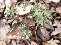 Moehringia trinervia