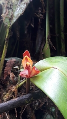 Maxillaria cryptobulbon