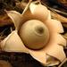 Rounded Earthstar - Photo (c) Amanita77, some rights reserved (CC BY-SA)