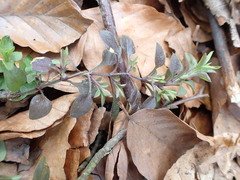 Moehringia trinervia