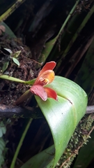 Maxillaria cryptobulbon