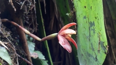 Maxillaria cryptobulbon
