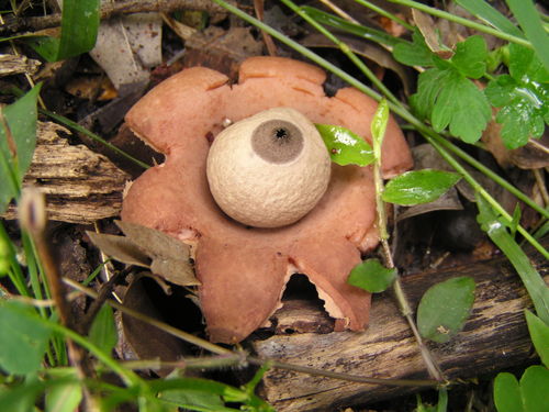 rounded earthstar