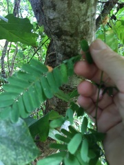 Abrus precatorius precatorius