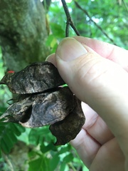 Abrus precatorius precatorius