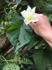 Ipomoea violacea