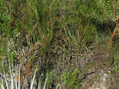 Alectra sessiliflora sessiliflora
