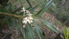 Maxillaria embreei