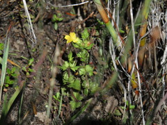 Alectra sessiliflora sessiliflora
