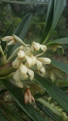 Maxillaria embreei